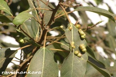 Ficus racemosa